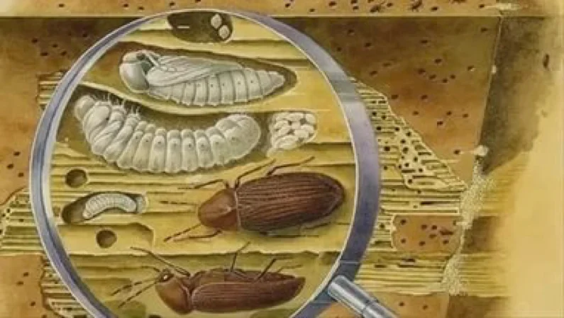 Жук точильщик Жук точильщик